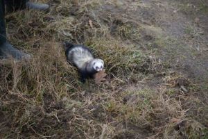 2 Grunewald 2014.jpg