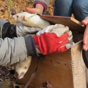 2 Verbandsbeize 01Dez2018.jpg