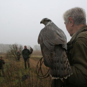 6 Prachtexemplare.jpg