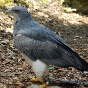 Blaubussard Aguja.JPG