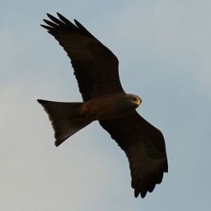 Schwarzmilan edit.jpg