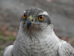 5 Charakterkopf Autor R. Seitz.JPG