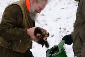 Falknersonntag 6.JPG