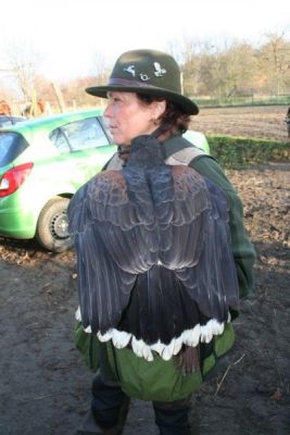 9 Rieselfeld 1 - Eine erfolgreiche Falknerin.jpg