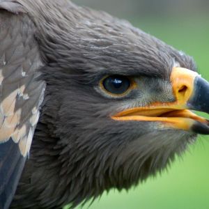 Schreiadler edit.JPG