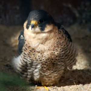 Wanderfalke edit.JPG