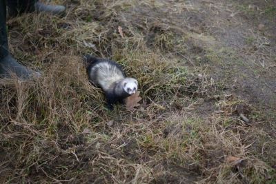 2 Grunewald 2014.jpg